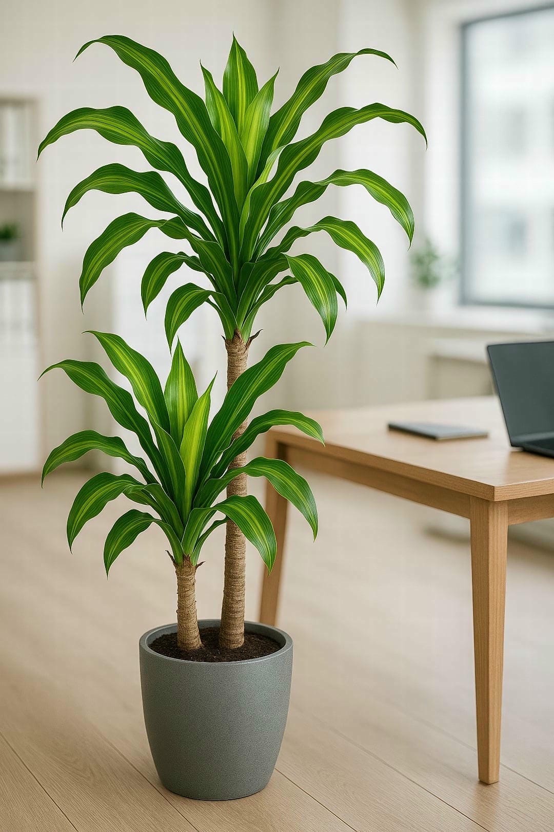 A Dracaena 'Massangeana' used as a floor plant in a well-lit, professional office setting next to a desk.