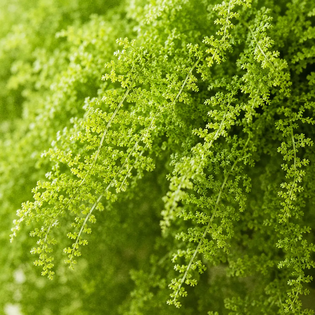 Macro close-up of Cotton Candy Fern fronds showing the soft, finely divided feathery leaflets in bright green