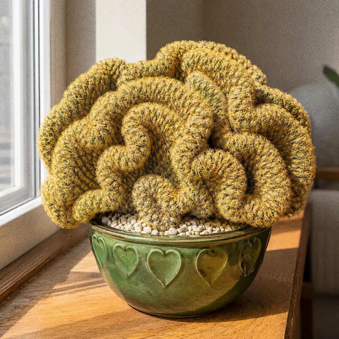 Crested Brain Cactus