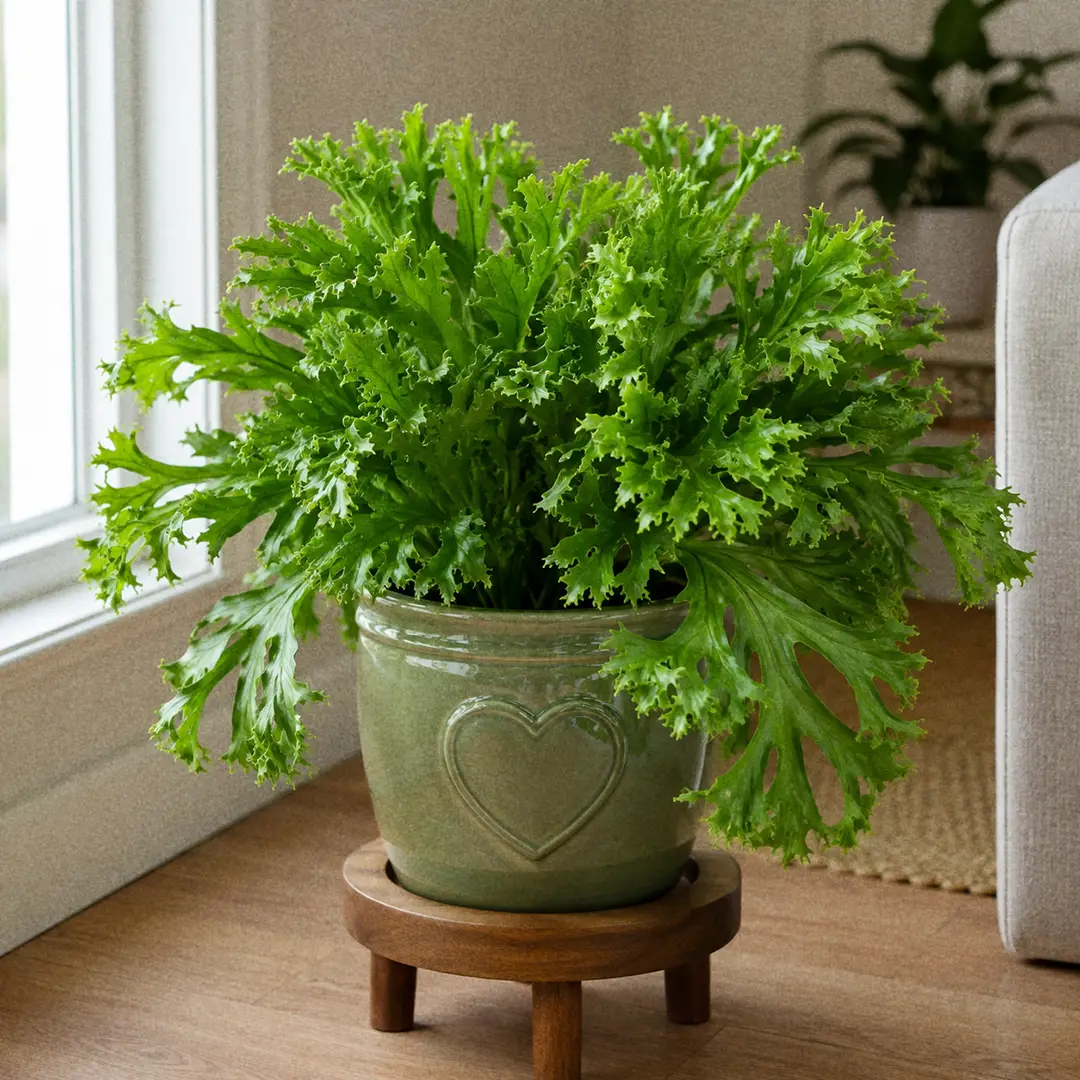 Complete Guide to Crested Fishtail Fern Care and Growth