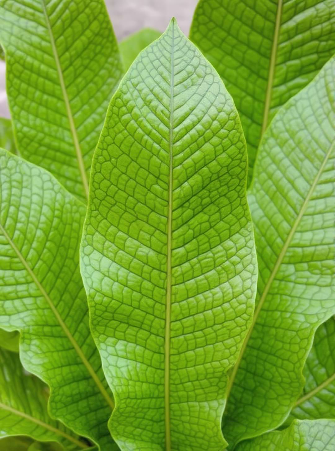A mature Crocodile Fern displayed elegantly on a wooden plant stand in a living room.