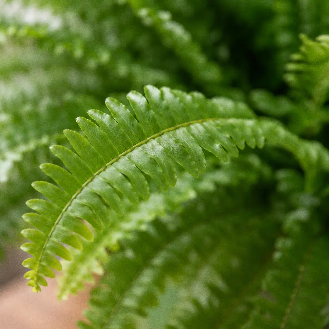 A macro close-up of a Dallas Fern frond showing the dense, slightly wavy medium-green leaflets along an arching stem