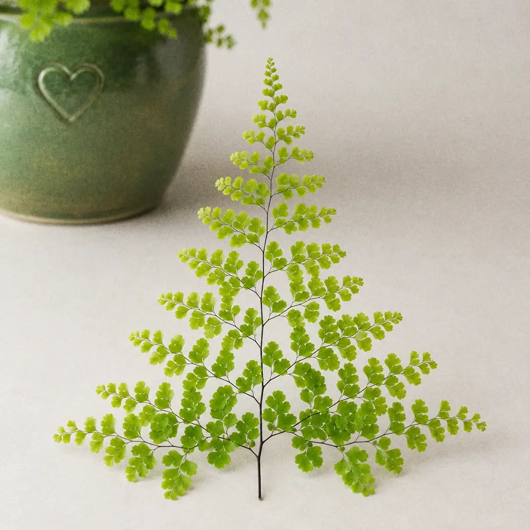 A single arching Delta Maidenhair Fern frond photographed against a plain pale background to show its broadly triangular deltoid silhouette, three times divided into hundreds of small fan-shaped bright green leaflets carried on a glossy black wiry stem, with a green ceramic pot with a heart motif softly out of focus behind it