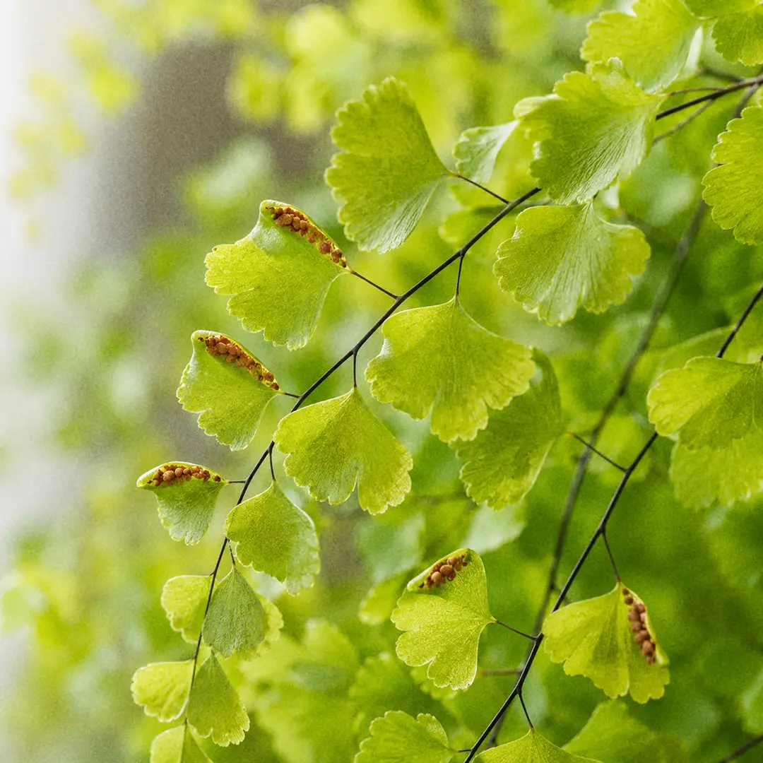 A macro close-up of Delta Maidenhair Fern foliage filling the frame, showing the small wedge-shaped bright green fan-like leaflets with lobed outer edges, the glossy purple-black wiry stems threading between them, and the folded leaflet margins on the underside concealing rusty brown spore clusters, sharply focused with softly blurred fronds behind