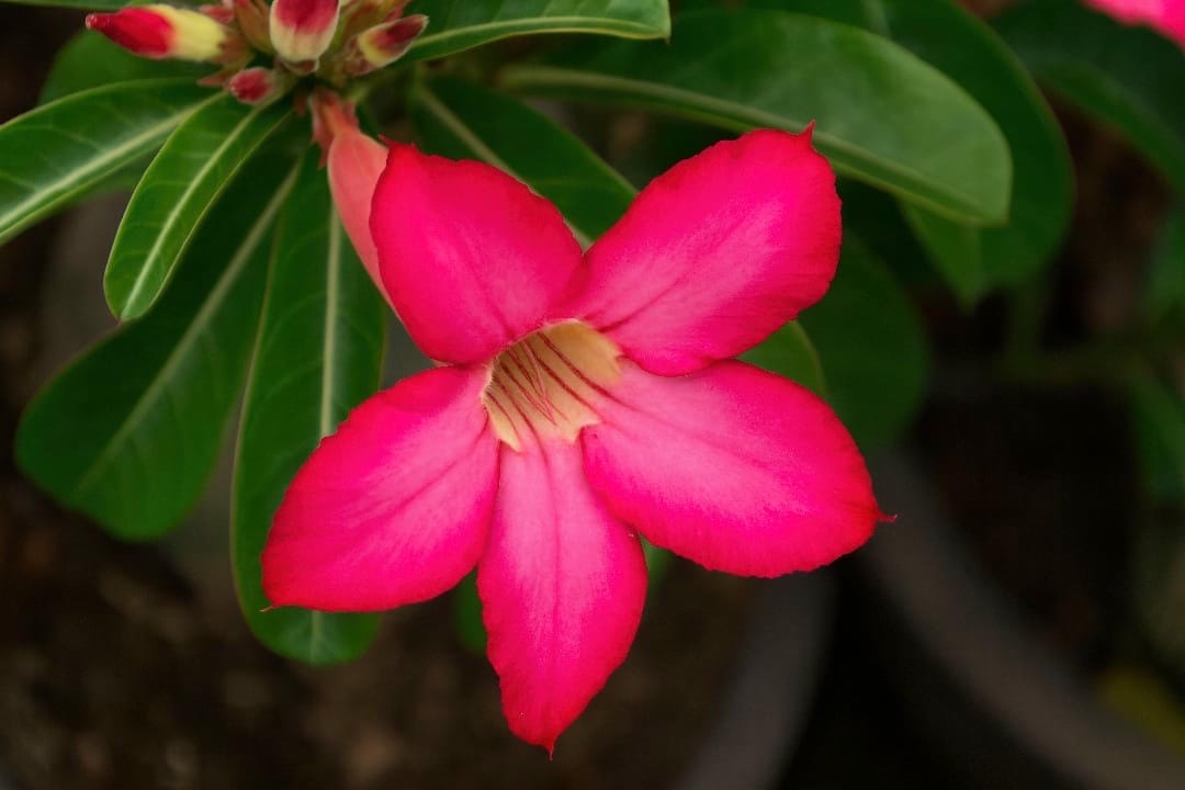 A vibrant macro shot of a cluster of deep red and pink Desert Rose flowers.