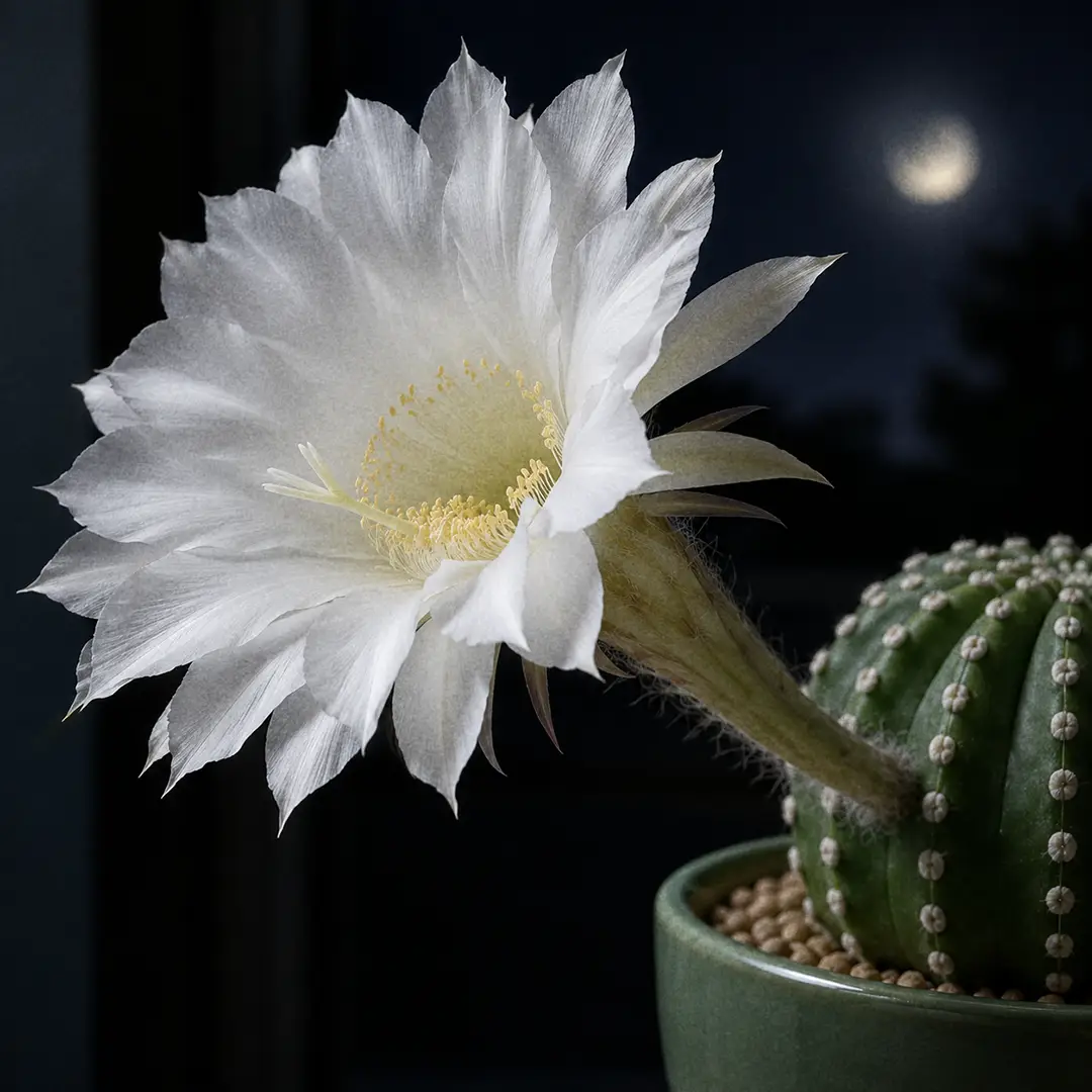 A close-up of a single huge pure white funnel-shaped Domino Cactus flower fully open on a long tube at night, showing the lily-like petals and pale stamens against the dotted green body