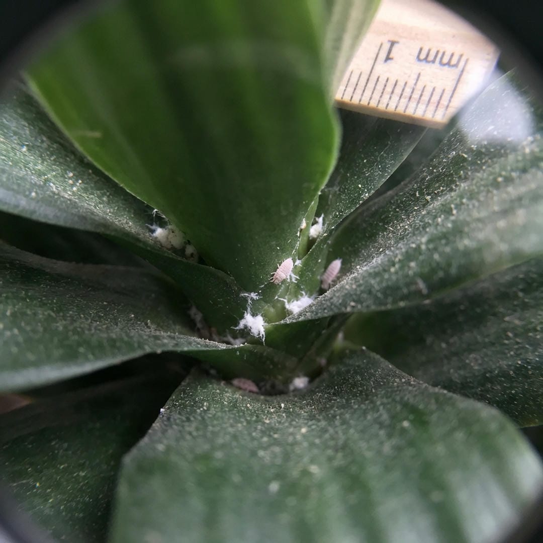 Macro showing dust and mealybugs inside the rosette