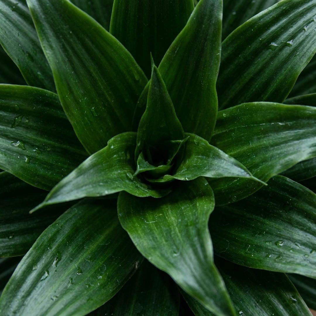 Macro shot of the tight leaf rosette