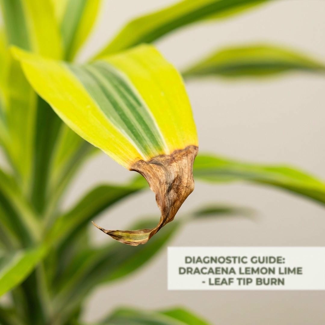 Brown tips on yellow leaves