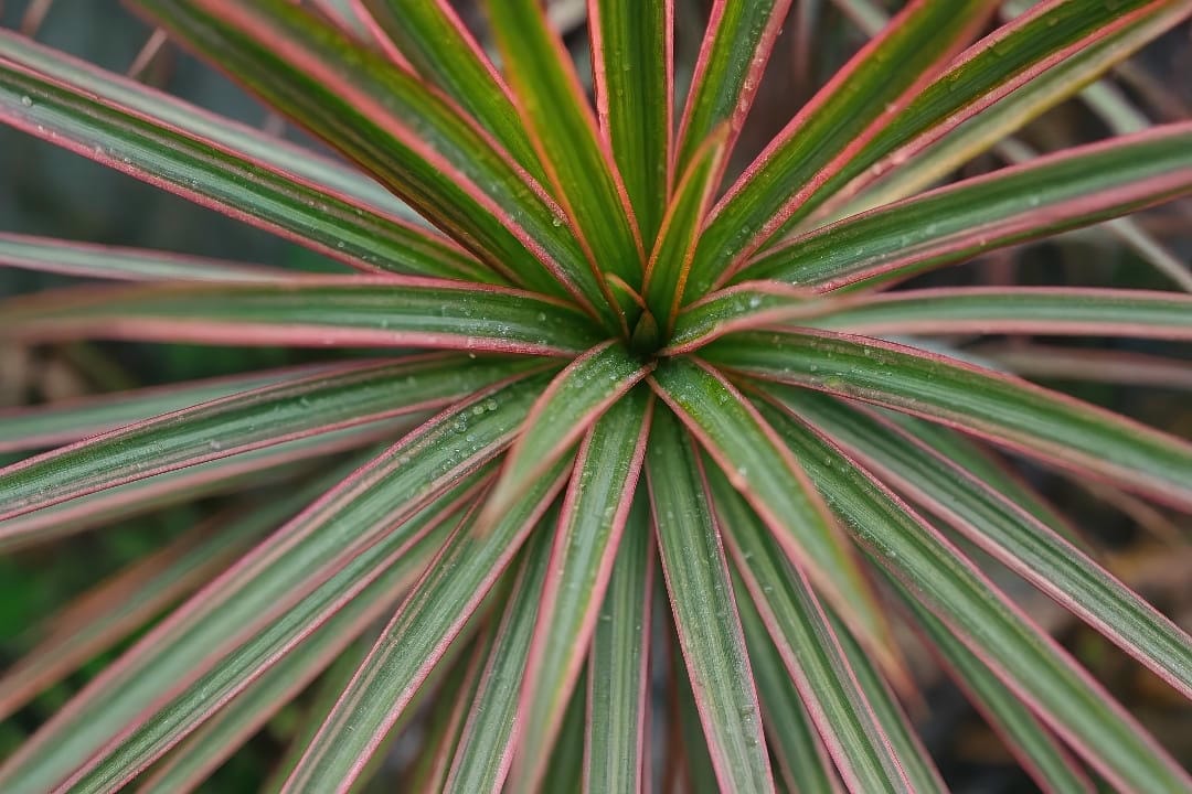 A close-up shot of the slender Dracaena marginata leaves showing the distinct red edges.