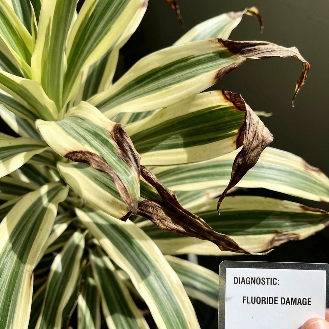 Brown tips on leaves