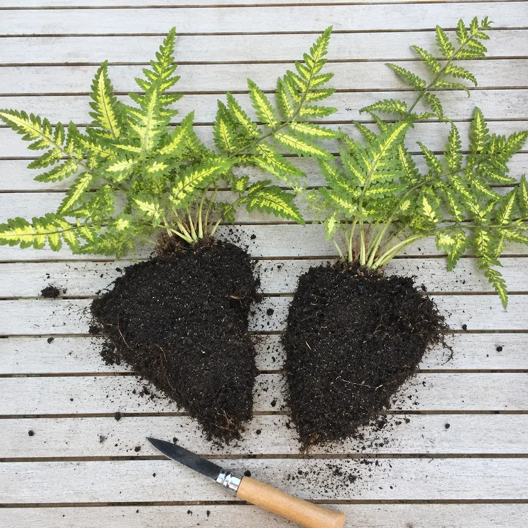 A divided East Indian Holly Fern rhizome laid on a wooden potting bench, showing the horizontal creeping stem cut into two sections with visible pale roots along the underside and two or three variegated fronds rising from each piece, with a green ceramic pot with a heart motif and fresh potting mix beside it