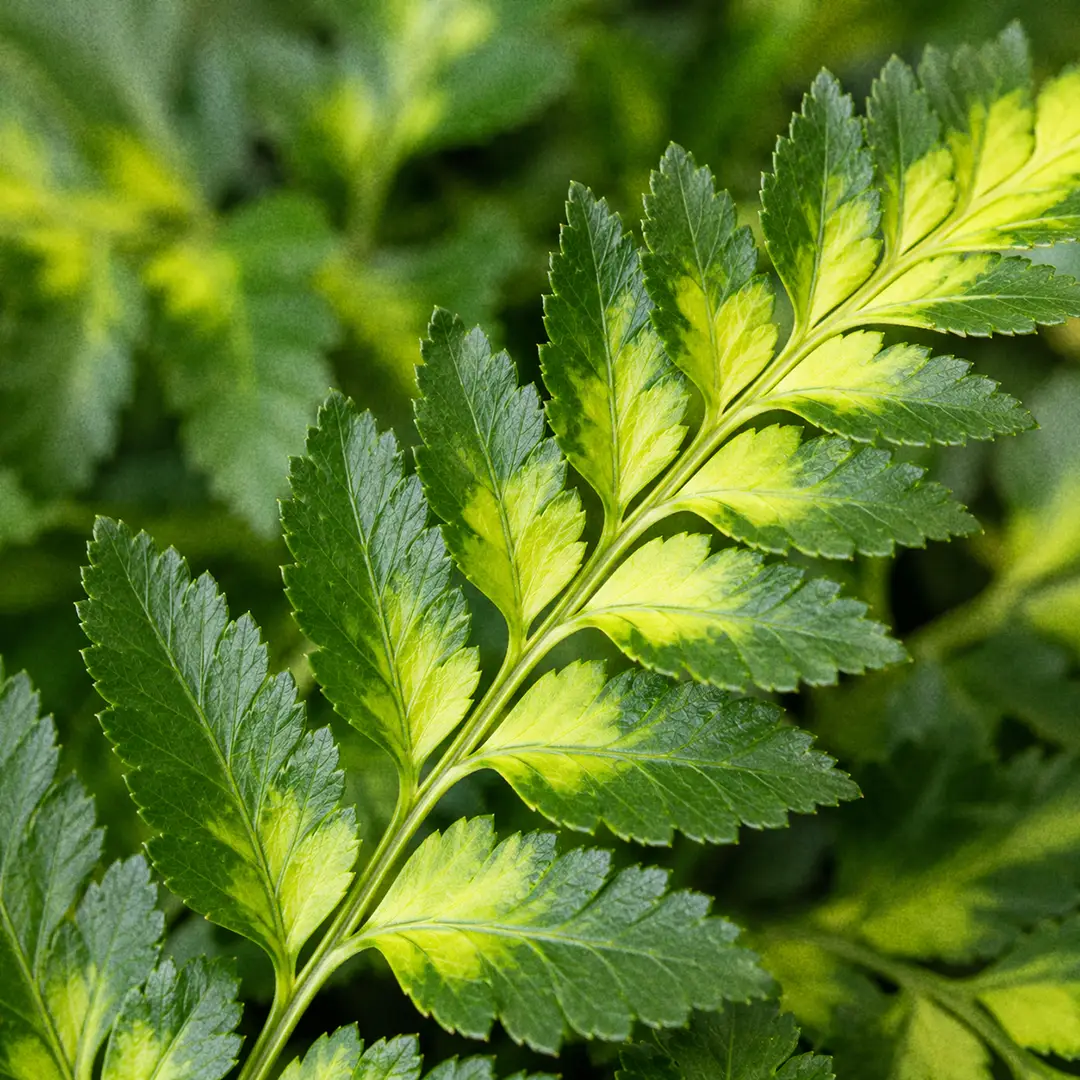 A macro close-up of a single East Indian Holly Fern pinna filling the frame, showing the sharply toothed holly-like leaflet edges, the waxy dark green surface catching soft window light, and the broad chartreuse to butter-yellow variegated band running down the central axis with a soft feathered edge where it meets the green