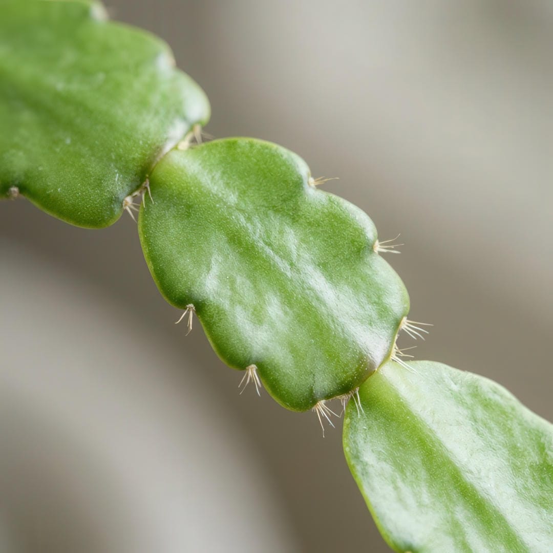 Close-up macro photograph of Easter Cactus stem segments showing the flat phylloclades with their characteristic smooth rounded scallops and small fibrous areoles at each bump