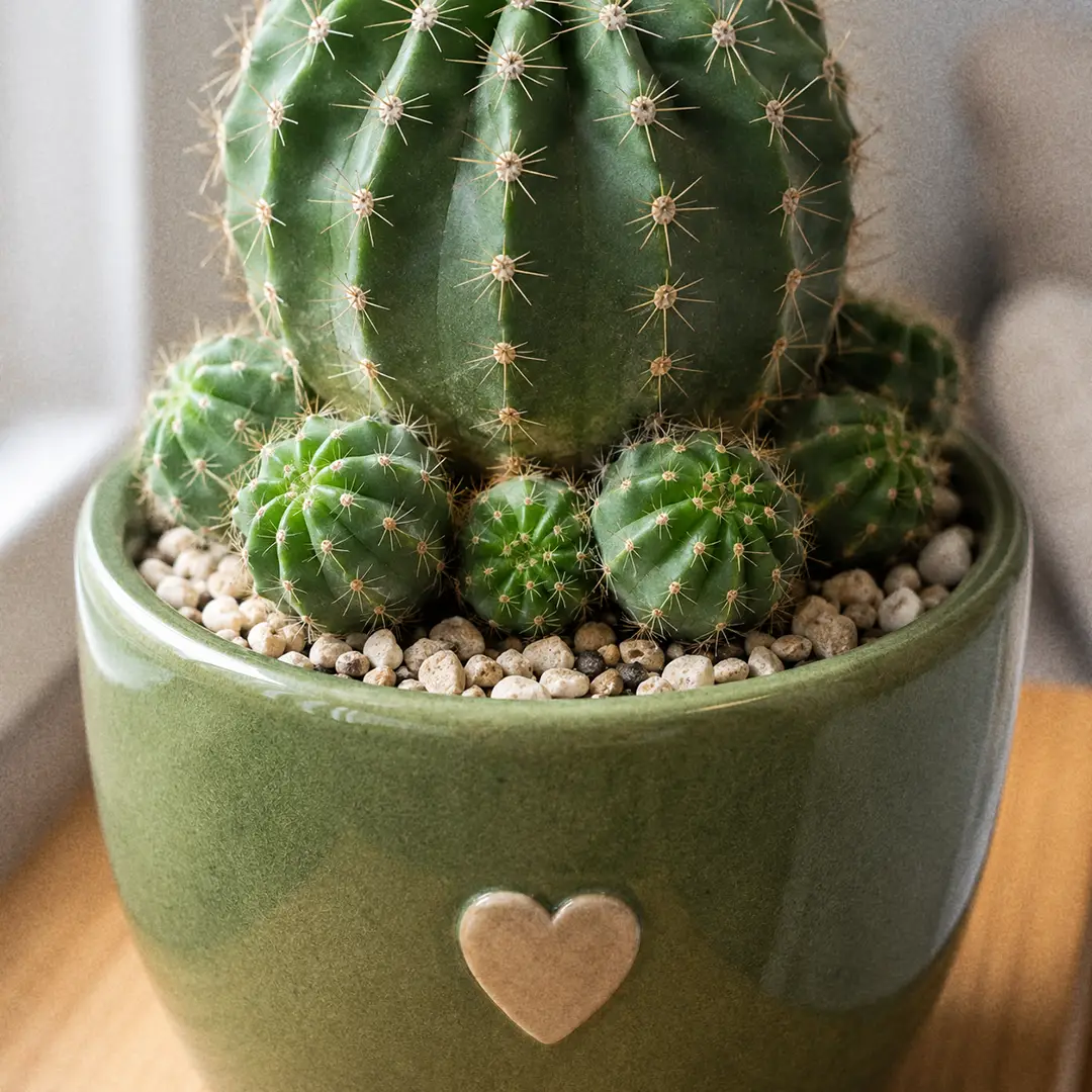 A close-up of a mature Easter Lily Cactus showing several small round offsets, or pups, clustered around the base of the main globe, ready to be removed for propagation