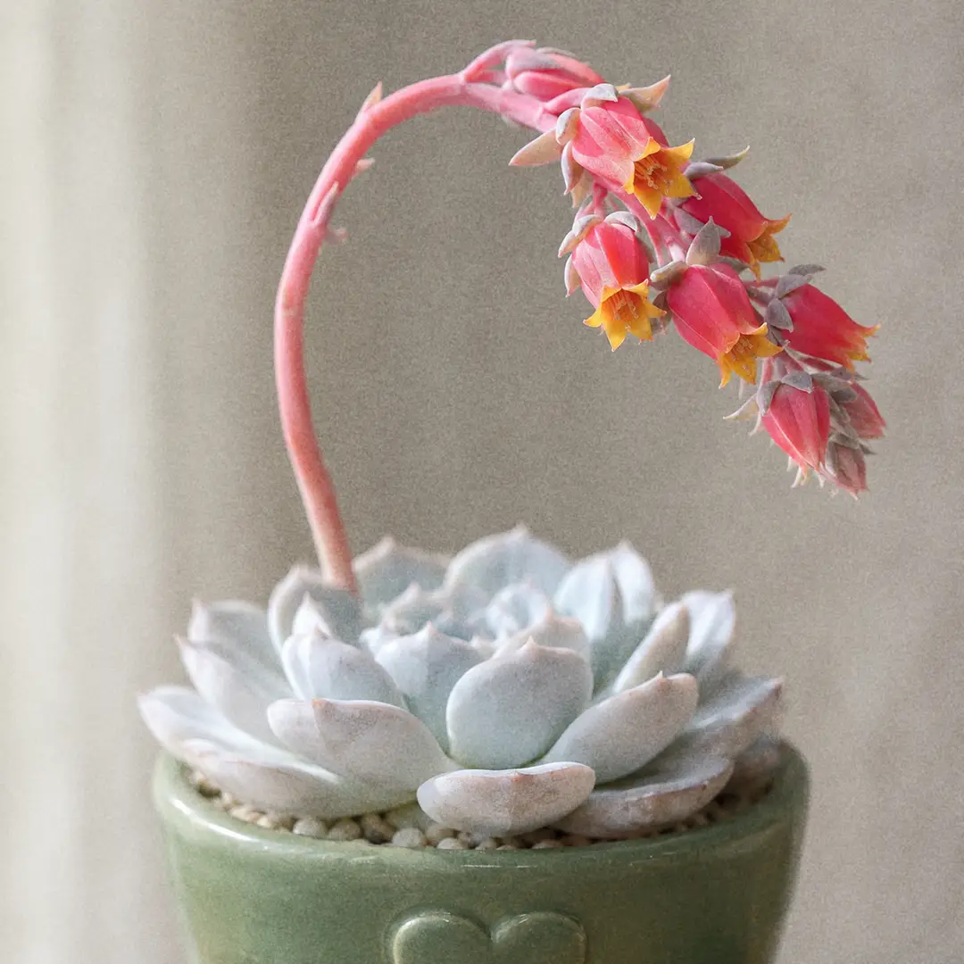 A macro close-up of an Echeveria elegans in bloom, showing a graceful arching pink flower stem lifting clear of the chalky bluish-white rosette and tipped with a one-sided cluster of bright coral-pink urn-shaped flowers with yellow tips, sharp focus on the open bells with the rosette softly out of focus below