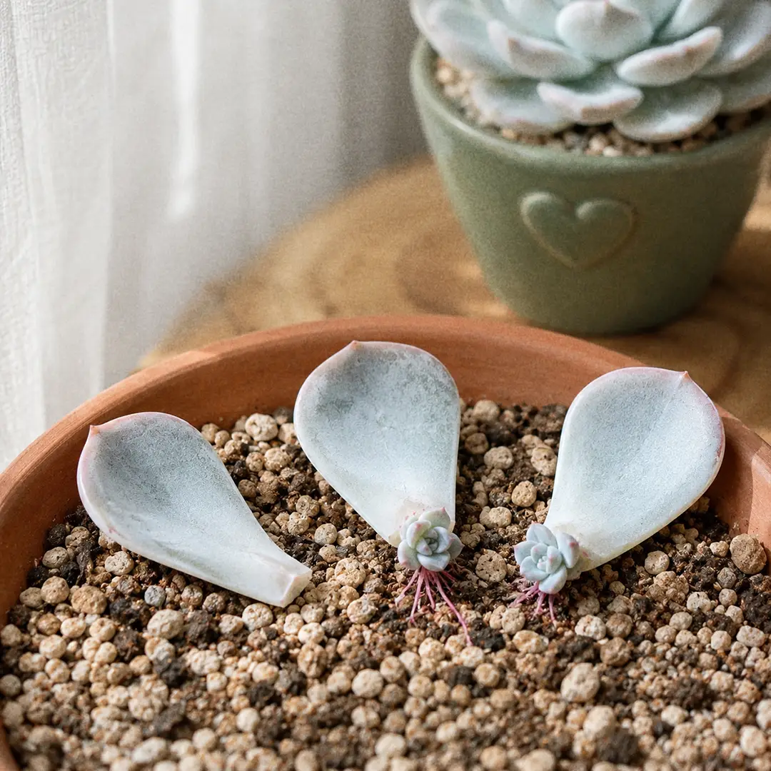 A macro shot showing the propagation setup for an Echeveria elegans: three plump pale silvery-blue leaves laid flat on dry gritty cactus soil in a shallow terracotta tray, each leaf with a tiny pink root and a miniature new rosette starting to form at the calloused base, soft window light catching the chalky bloom on the leaves