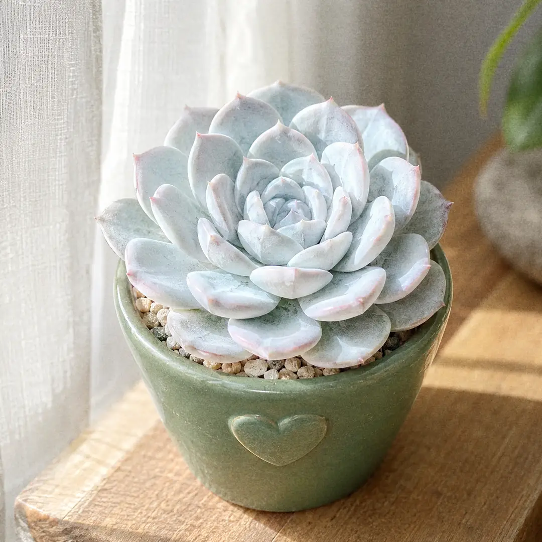 Complete Guide to Echeveria Care and Growth