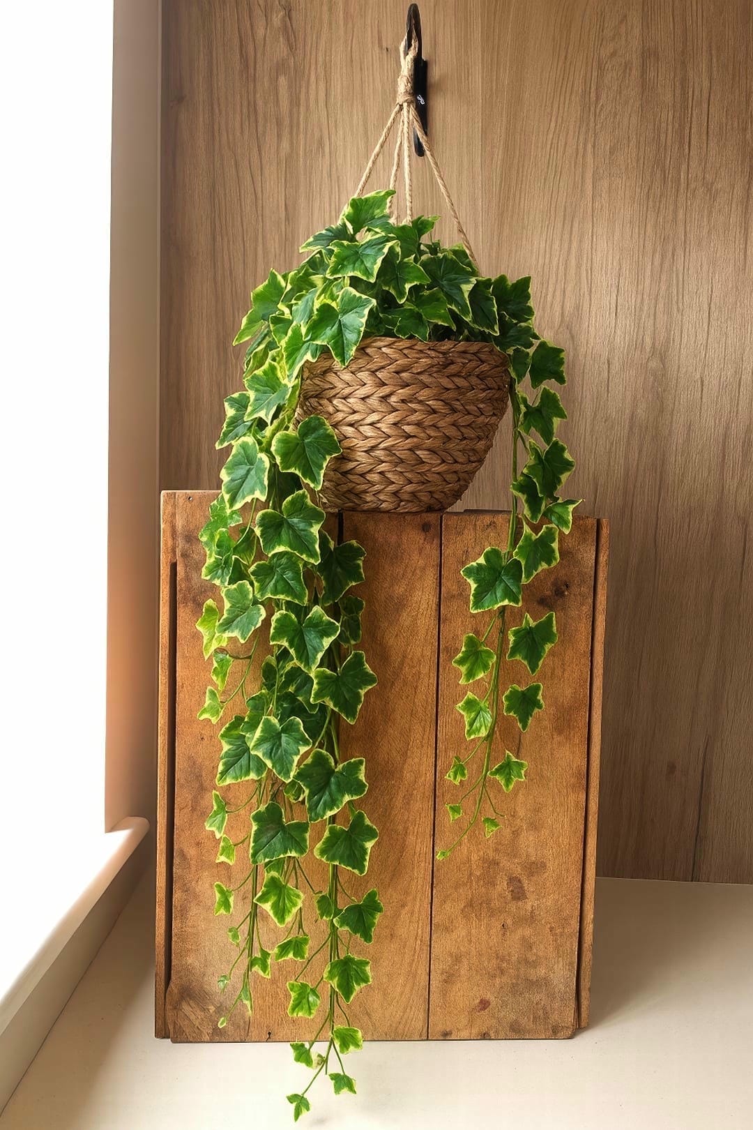 A beautiful English Ivy with lush green leaves trailing down from a woven hanging basket
