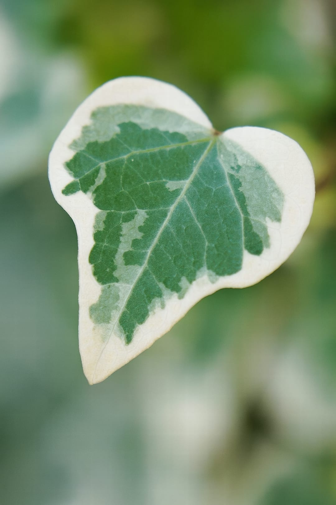 A close-up of a single variegated leaf of English Ivy, showing its distinct lobes and creamy white edges