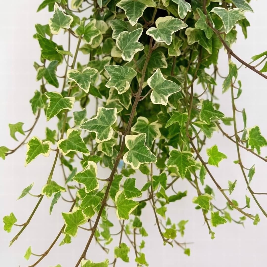 A lush English Ivy with long variegated vines trailing down from a bookshelf