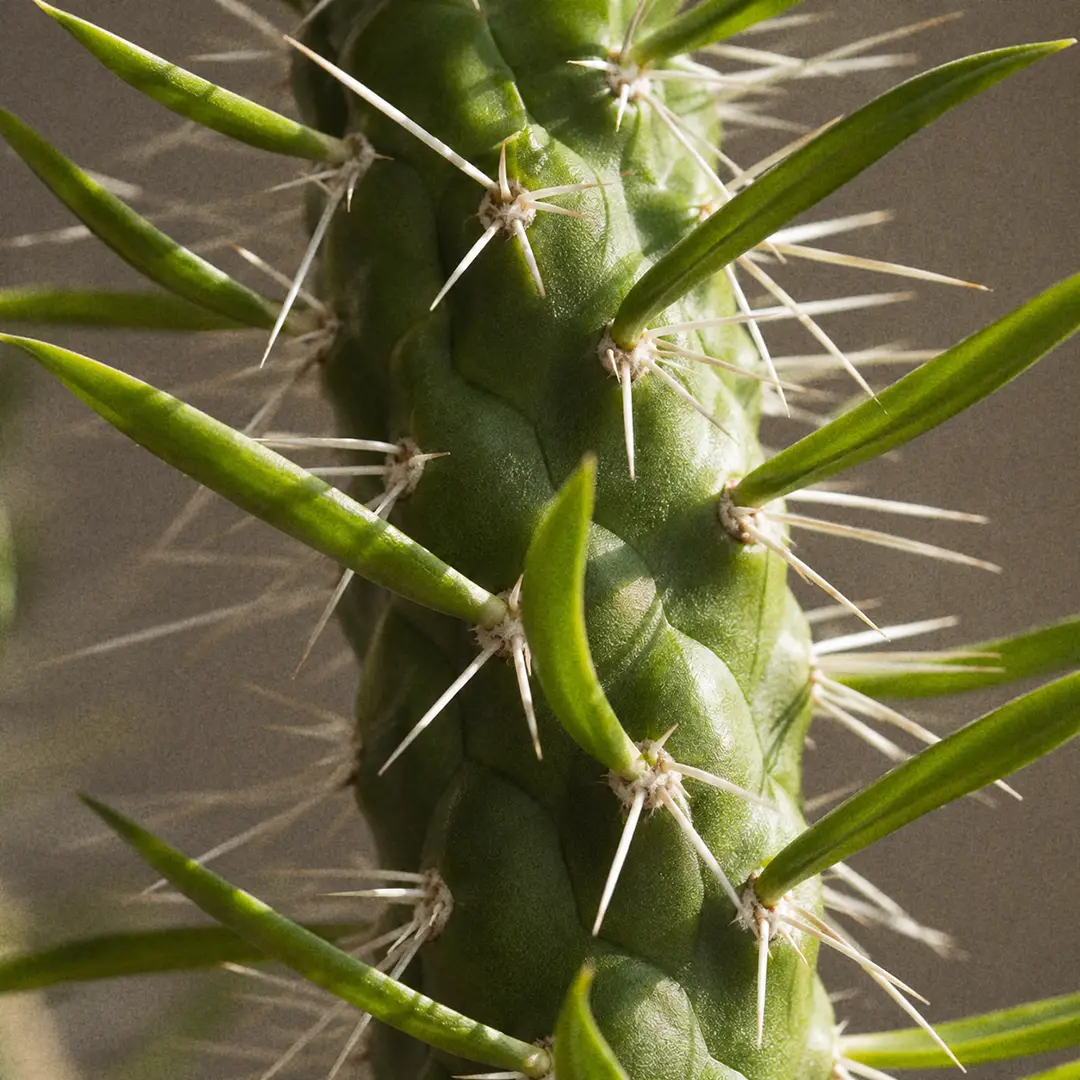 A macro close-up of an Eve's Needle Cactus stem showing long tapering bright green awl-shaped leaves emerging beside clusters of stiff white needle-like spines on a tubercled green stem