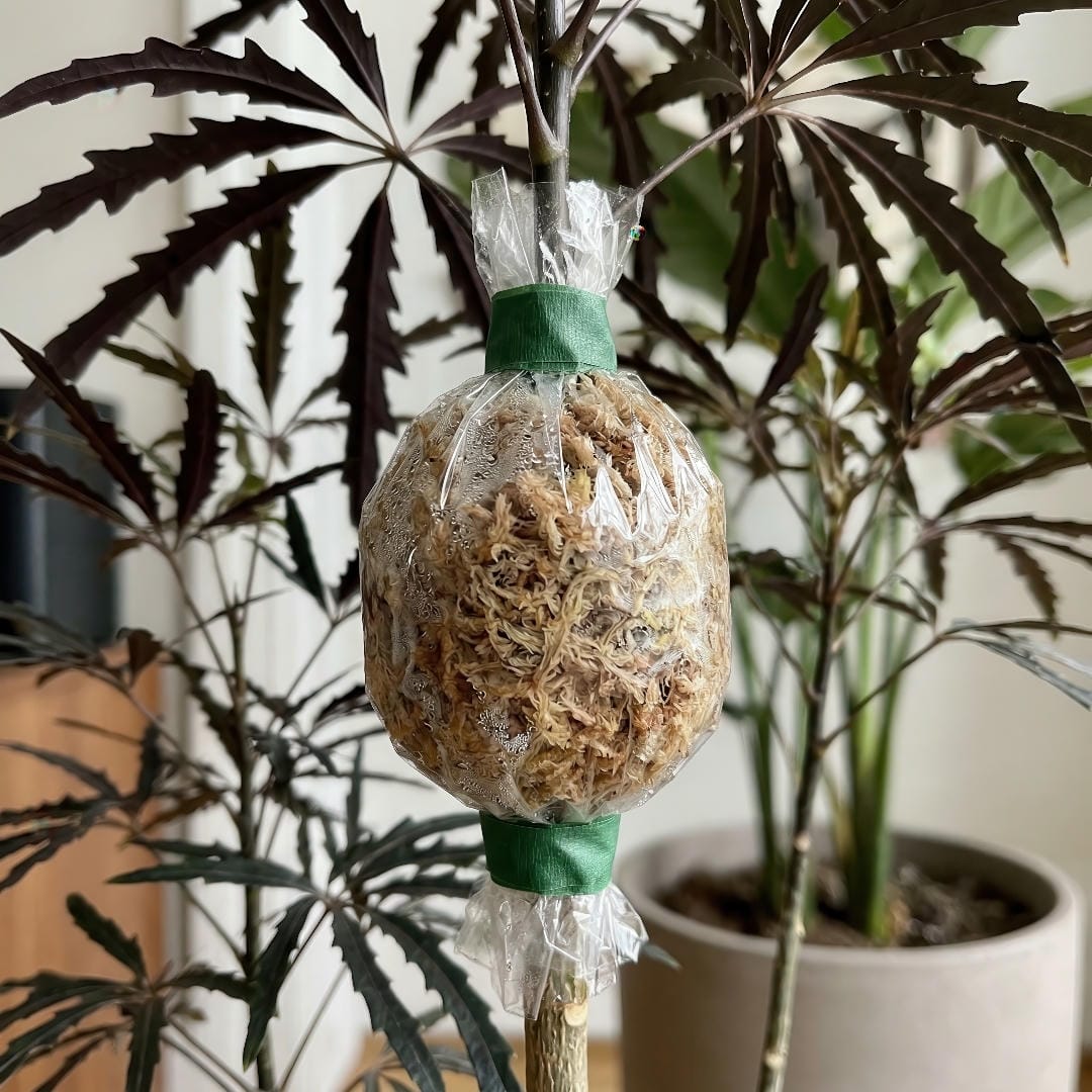 False Aralia stem wrapped for air layering, with moist sphagnum moss secured around a healthy branch.
