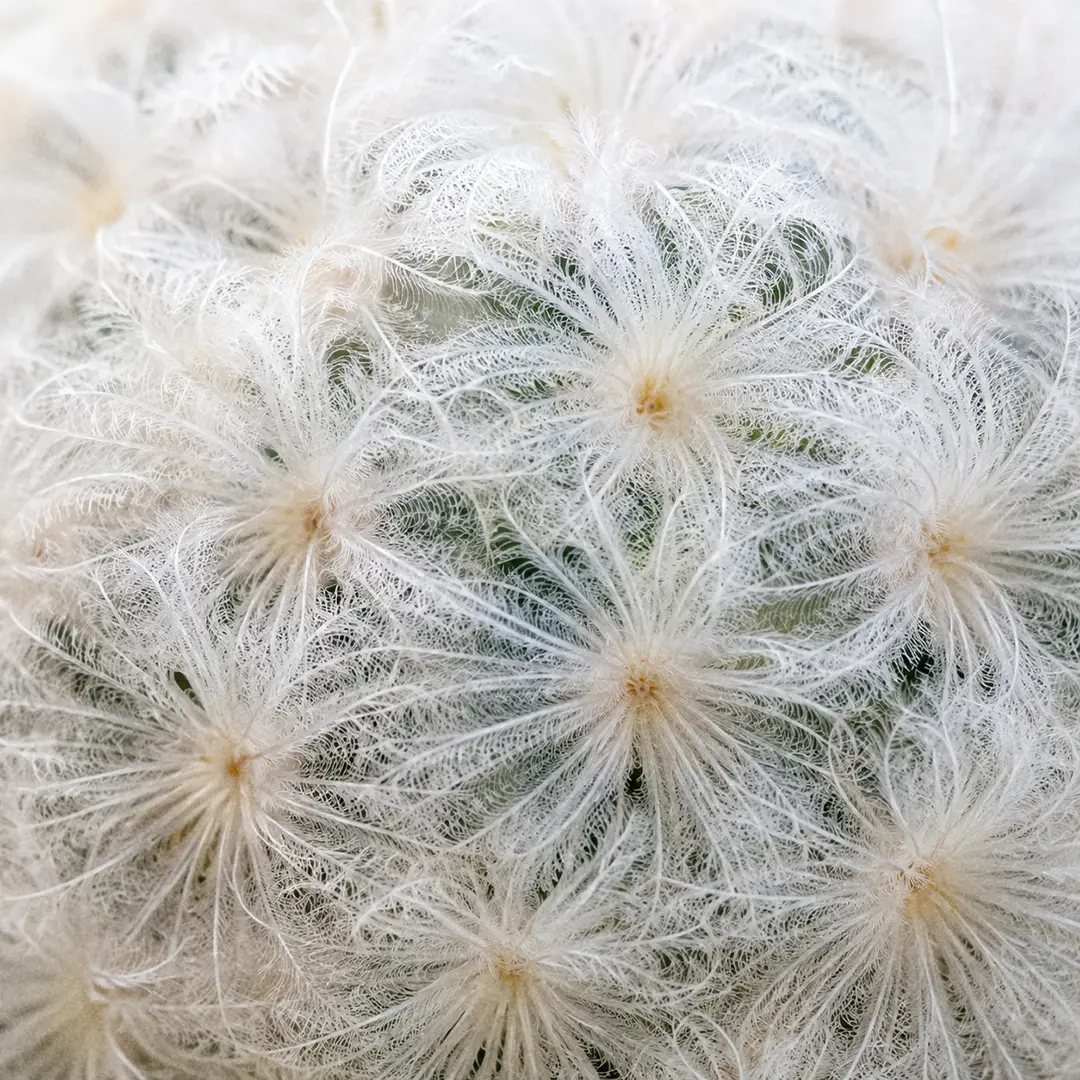 A macro close-up of Feather Cactus spines showing individual branched plume-like white spines radiating from each areole, revealing the pale green tubercled body beneath the soft feathery coat