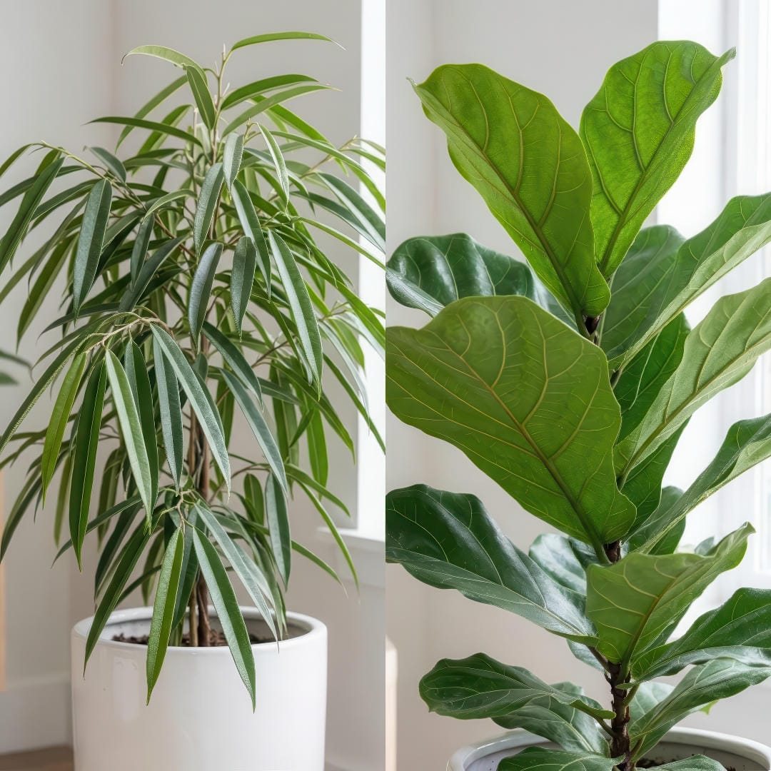 Side-by-side comparison of Ficus Alii with a Fiddle Leaf Fig, showing the narrower leaves and lighter texture of Alii.