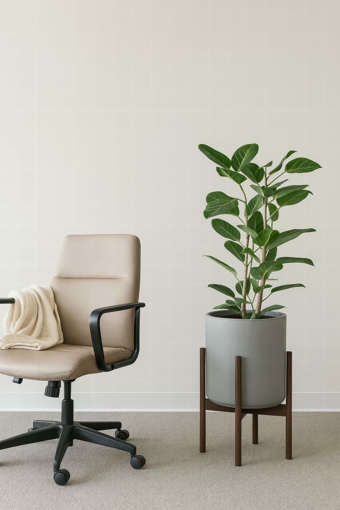 A stylish Ficus Audrey tree bringing life and a touch of green to a bright, modern office corner.