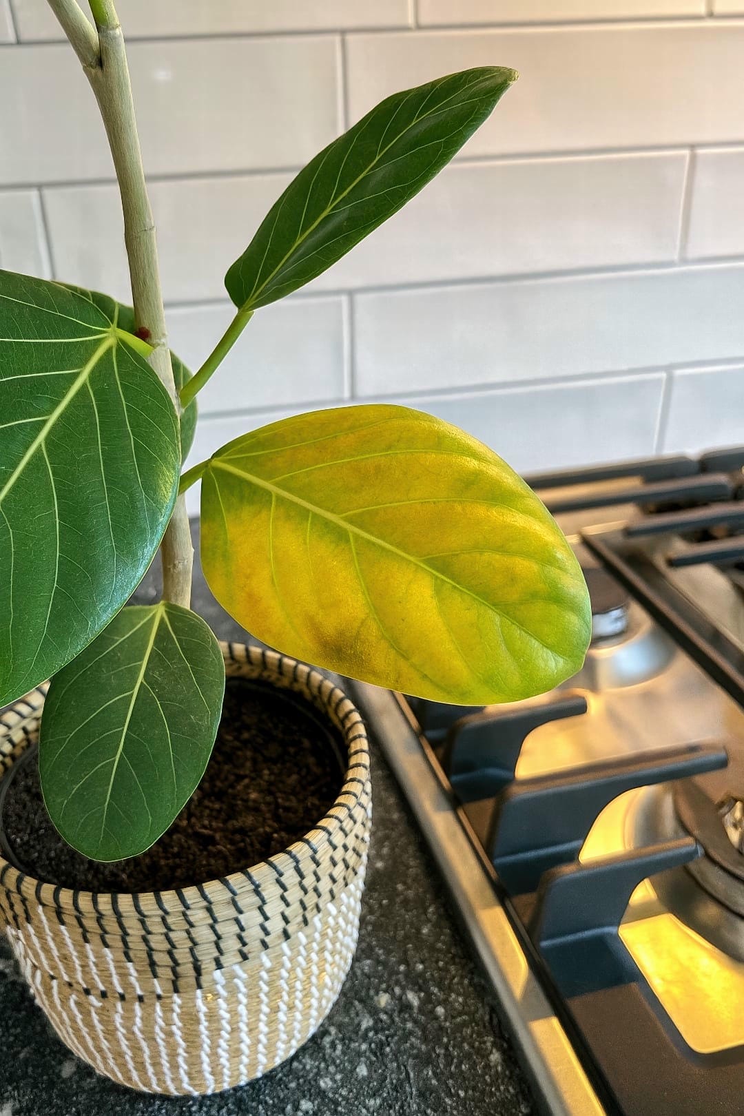 A Ficus Audrey plant with one prominent yellow leaf at its base, illustrating a common sign of overwatering.