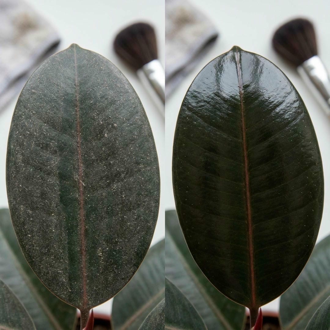 Dusty vs clean Ficus Burgundy leaf