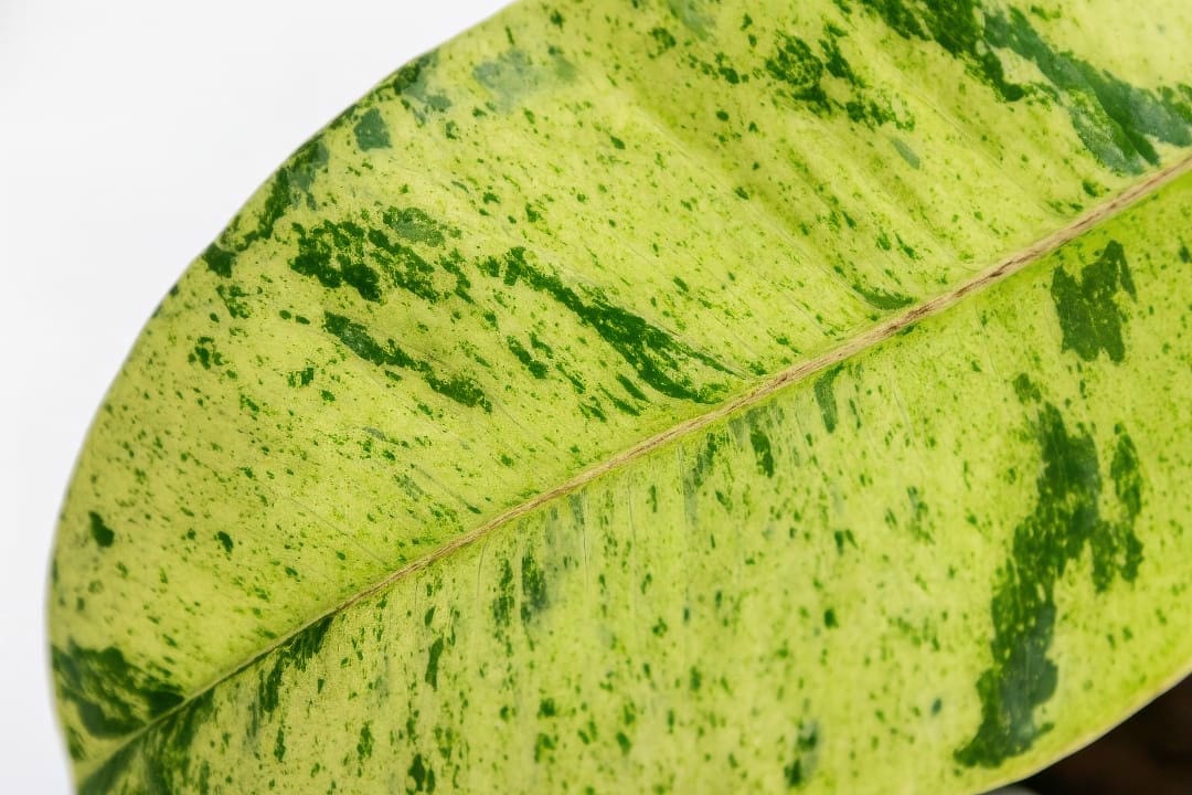 A detailed macro shot of a single Ficus Shivereana leaf showing the intricate green and cream speckles