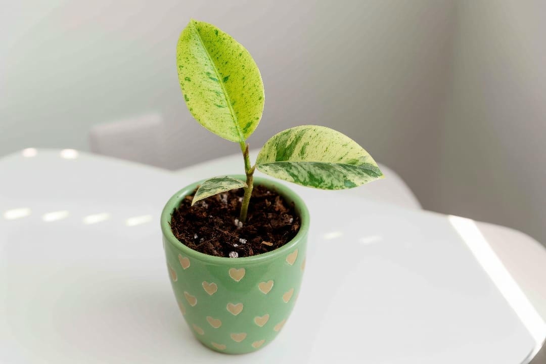 A Ficus Shivereana stem cutting with a couple of leaves rooting in a small pot of soil.