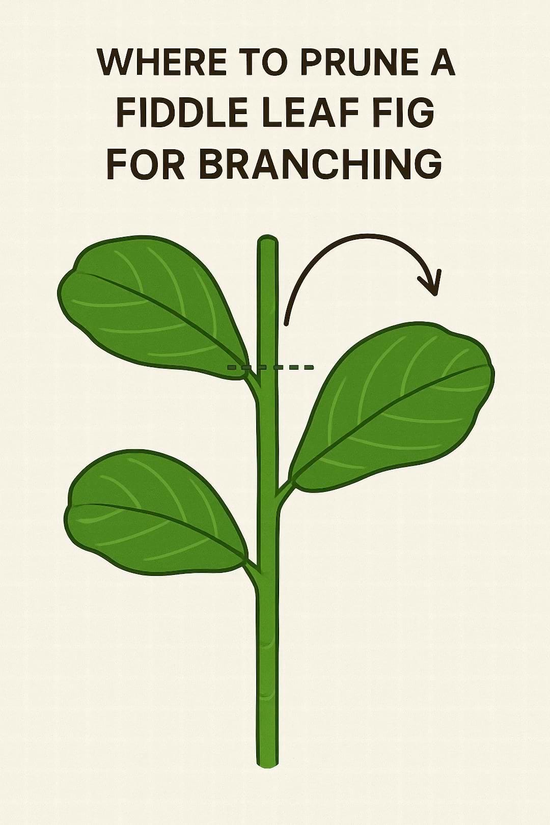 An instructional diagram showing where to prune a Fiddle Leaf Fig stem to encourage branching.