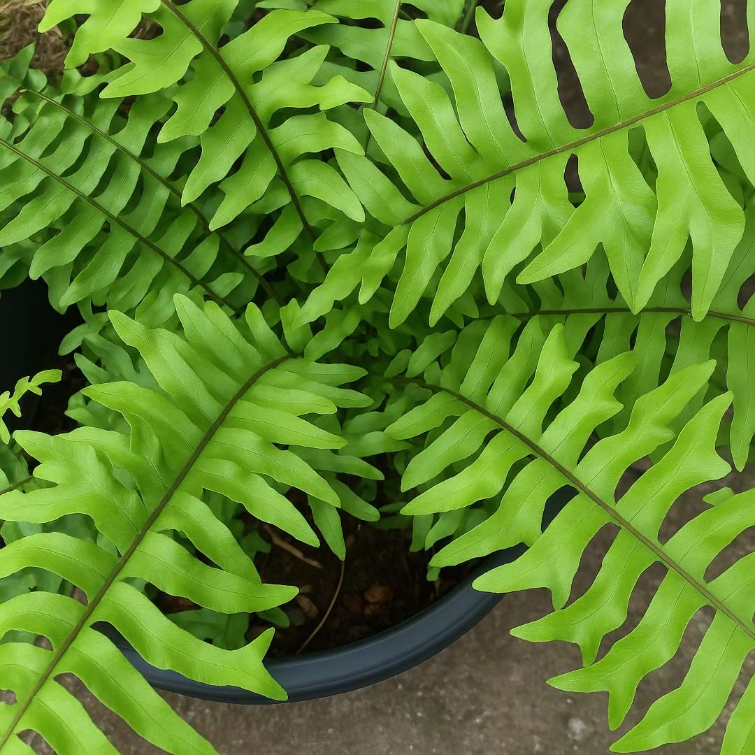 Fishtail Sword Fern