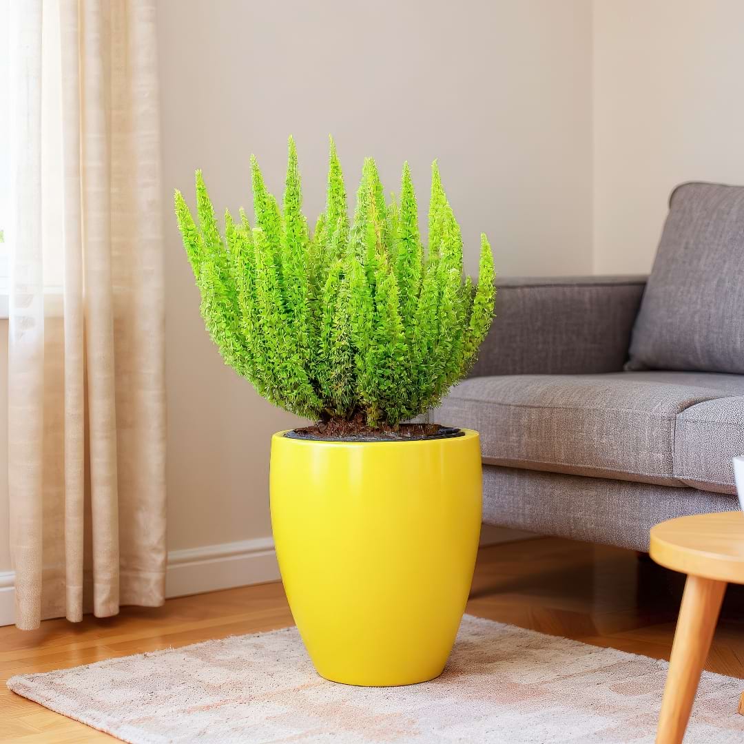Mature Foxtail Fern in a stylish yellow pot as an indoor statement plant