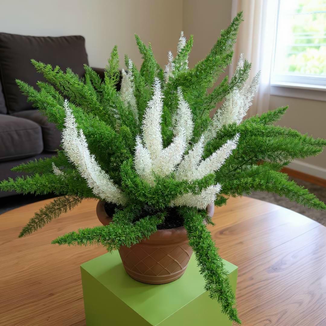 Variegated Foxtail Fern displaying both green and striking white plumes
