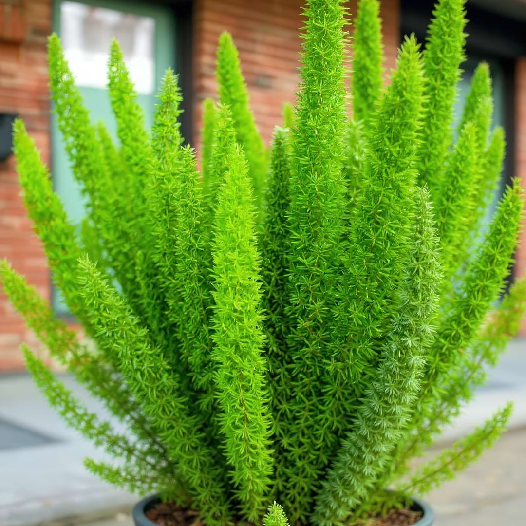 Foxtail Fern