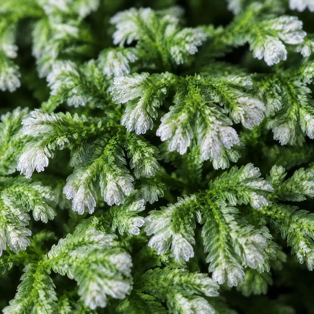 Macro close-up of Frosty Fern foliage filling the frame, showing the fine feathery scale-like green fronds tipped with bright silver-white new growth, soft window light catching the frosted texture