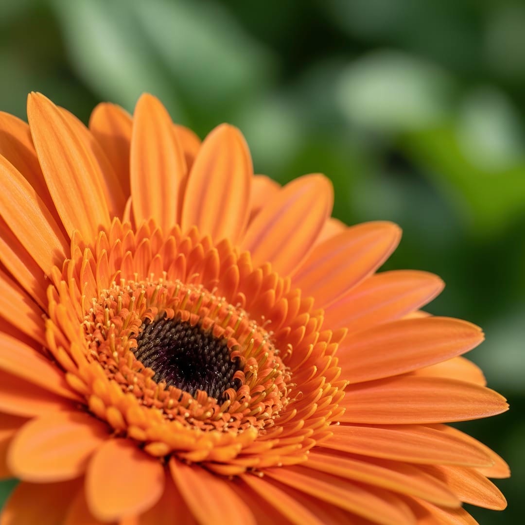 A close-up shot of a vibrant orange Gerbera daisy flower in full bloom.
