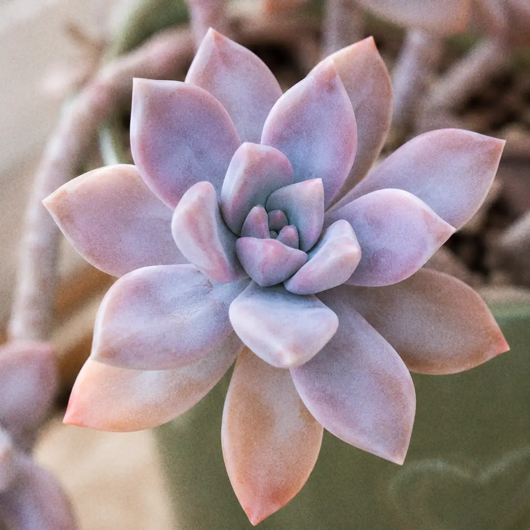 A macro close-up of a single Ghost Plant rosette filling the frame, showing plump pointed wedge-shaped leaves with an opalescent pearly surface shifting between gray-blue, soft pink, and lavender, the powdery white farina coating catching soft window light, with the rest of the trailing plant gently out of focus behind