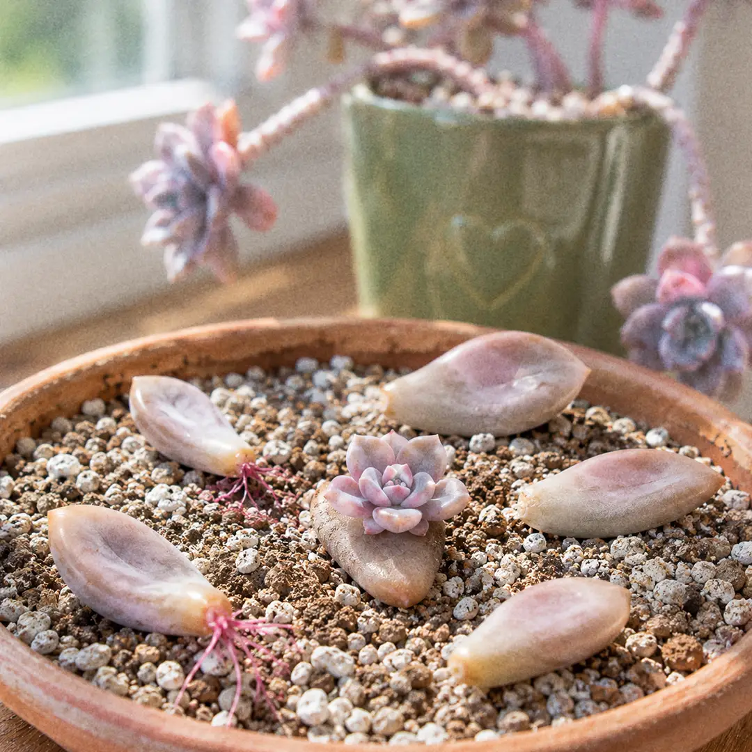A bright macro shot of Ghost Plant leaf propagation in a shallow terracotta tray of dry gritty soil: several plump pale gray-pink leaves laid flat on the surface, two with tiny pink roots reaching down and one with a perfect miniature opalescent rosette already growing from its calloused base, soft window light from the side