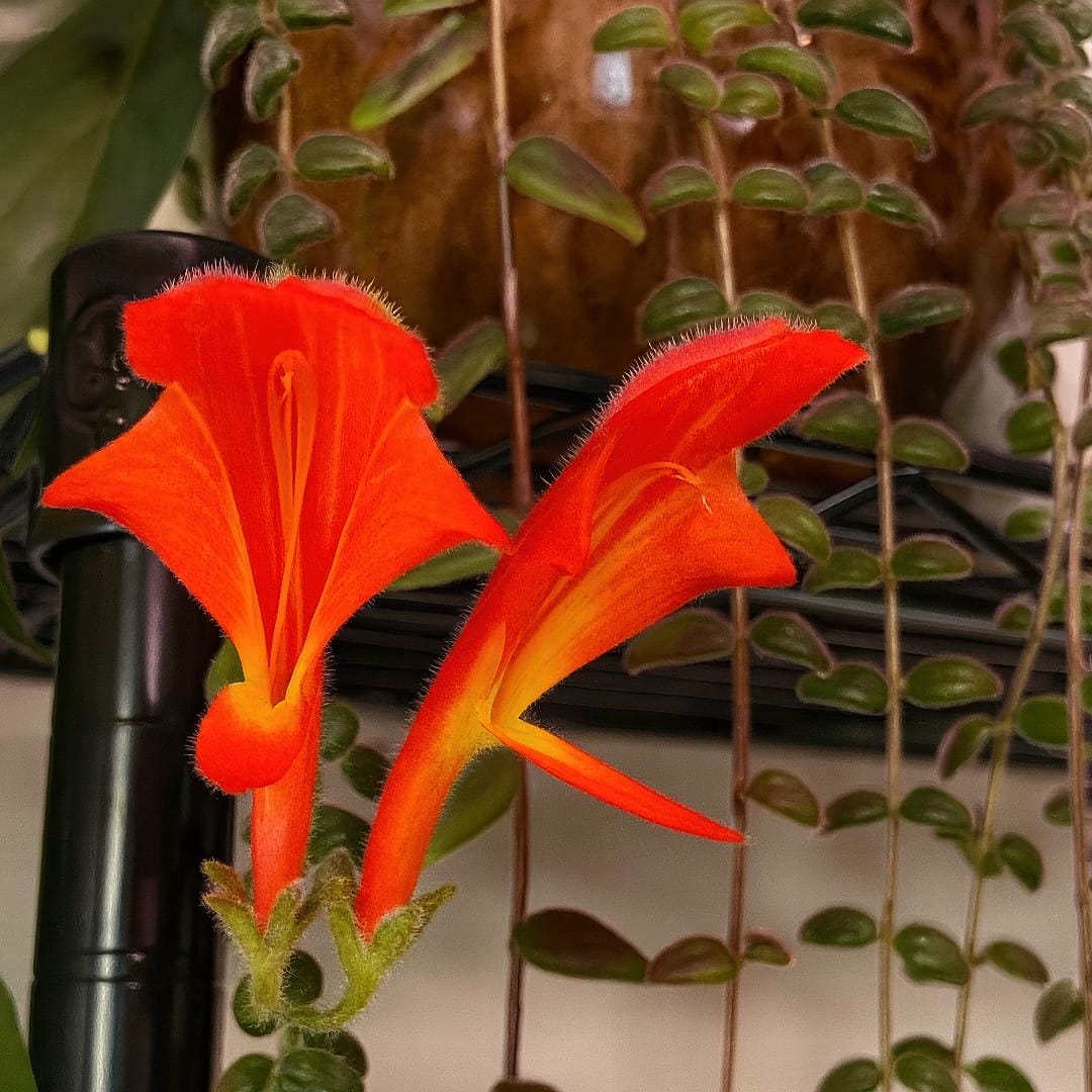 Two vibrant red-orange Columnea flowers with a flared shape, showcasing a different type of Goldfish Plant
