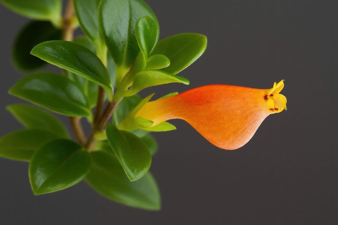 A detailed close-up of a single orange Nematanthus flower, perfectly resembling a goldfish against a dark background