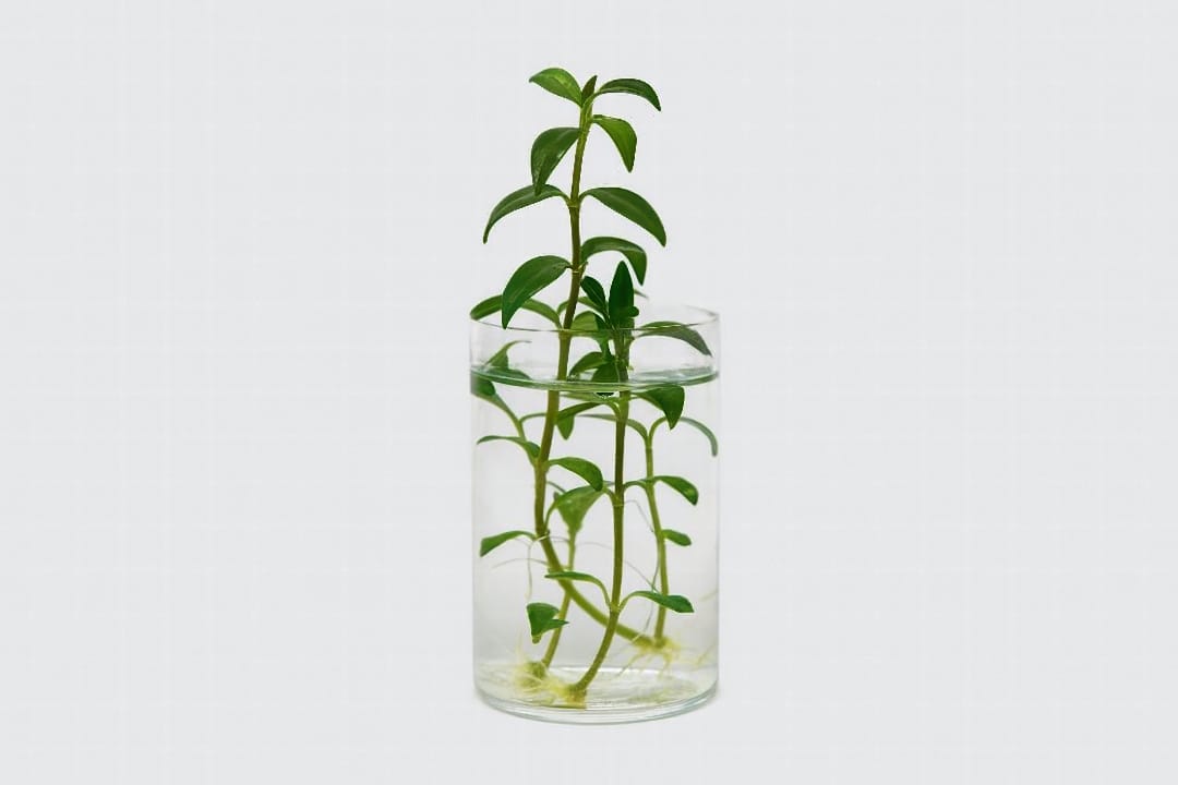 Goldfish Plant stem cuttings rooting in a clear glass of water