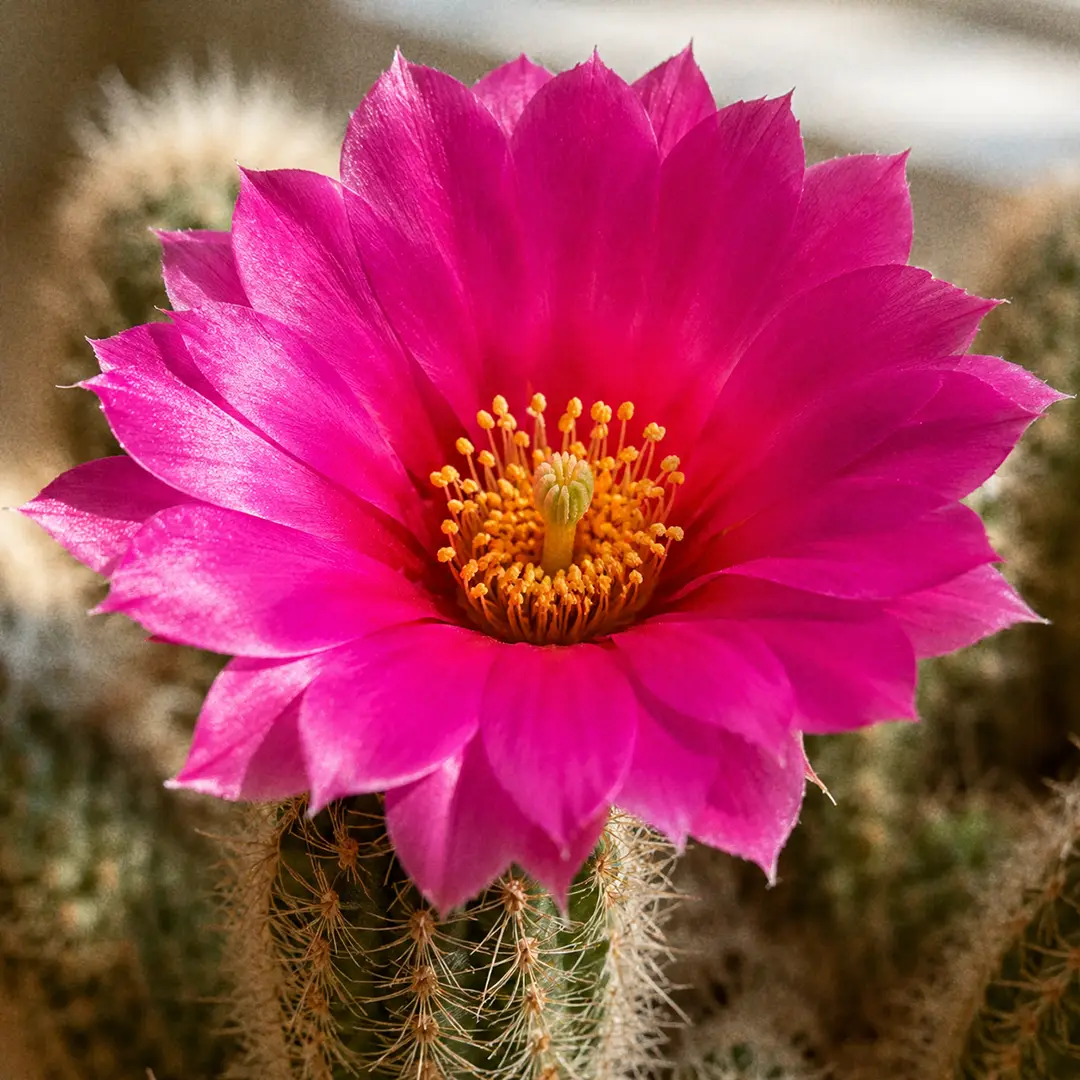 A macro close-up of a single open Hedgehog Cactus flower, a wide glossy funnel of vivid magenta-to-scarlet petals with a pale green stigma and a ring of yellow stamens, emerging directly from a spiny green stem with the rest of the clump softly blurred behind