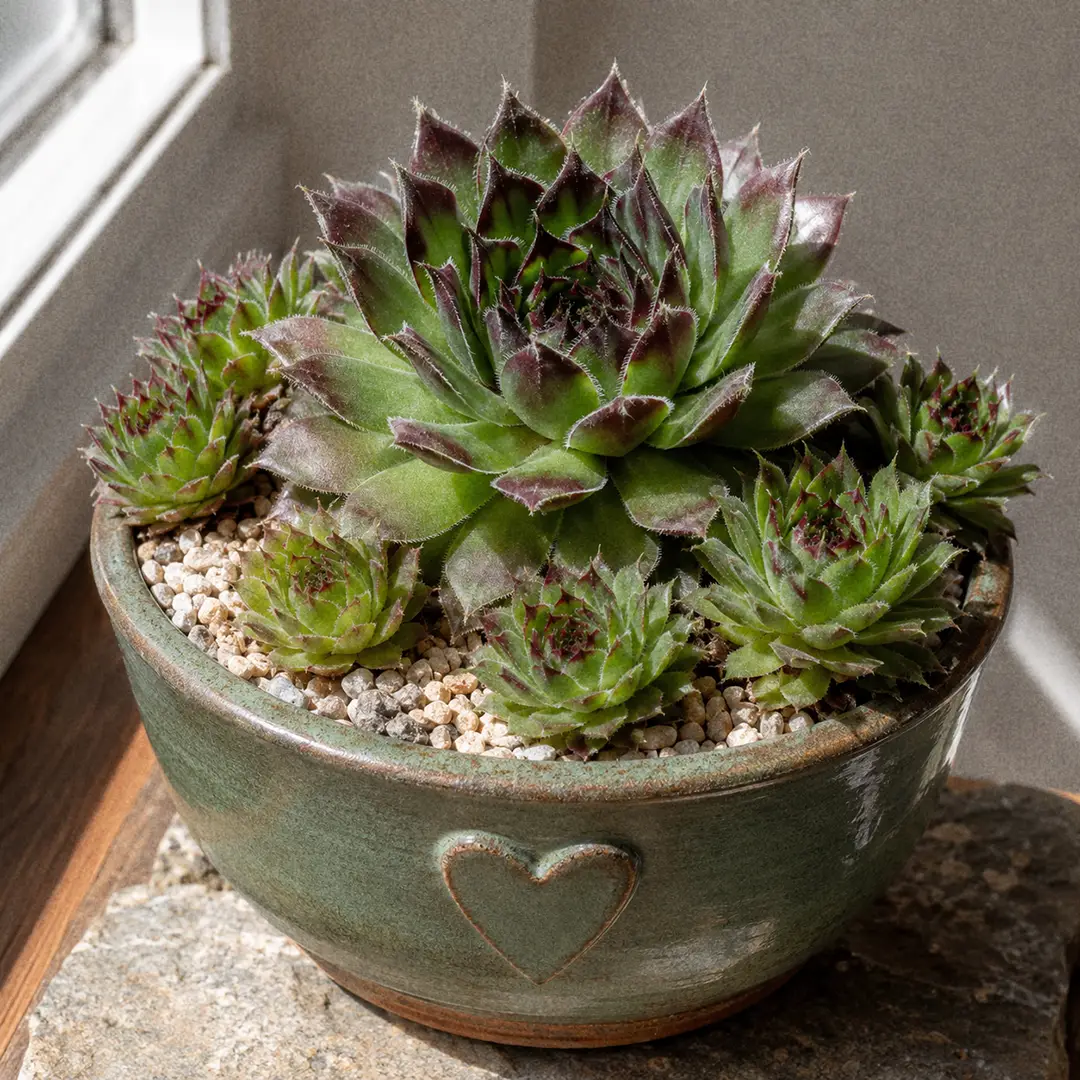 Hens and Chicks