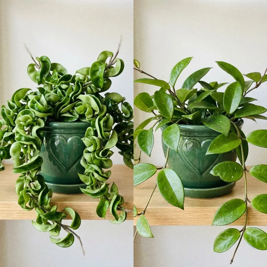 Side-by-side comparison of Hindu Rope with tightly twisted curled leaves next to standard Hoya carnosa with flatter oval leaves, both shown in matching green pots with heart motifs on a bright shelf