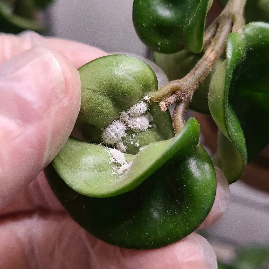 A macro close-up inside the curled leaves of Hindu Rope showing white cottony mealybugs hidden deep in the folds near the stem